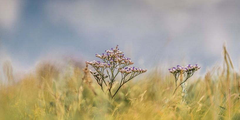 Sea lavender, a common plant in the Wadden area by Harrie Muis
