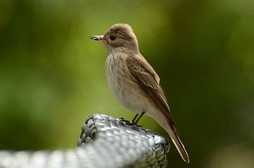 Flycatcher