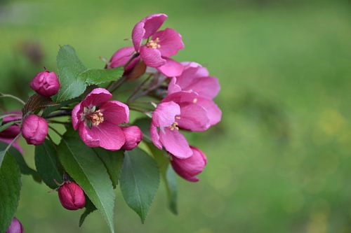 Un pommier en fleur au jardin
