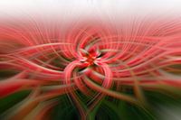 Nénuphar ou tulipe ?