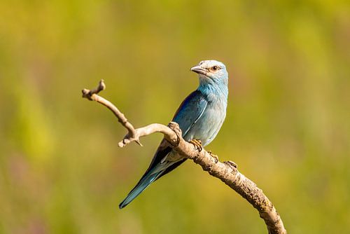 De Scharrelaar, Coracias garrulus