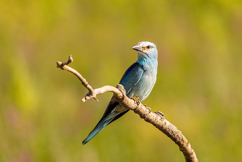 The Roller, Coracias garrulus by Gert Hilbink