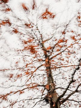 Laatste herfstbladeren aan de boom van Imaginative