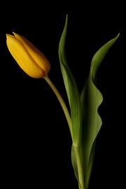Yellow Tulip against a black background by Ronald Pol