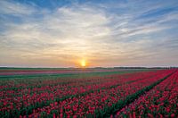 Rode tulpen