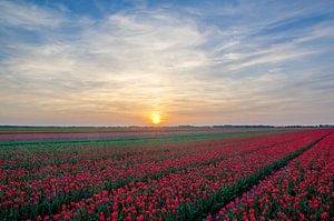 Rode tulpen