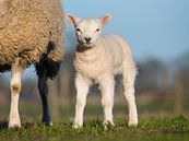 Weißes Lamm von Elles Rijsdijk Miniaturansicht