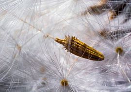 On my way by Henry van Schijndel