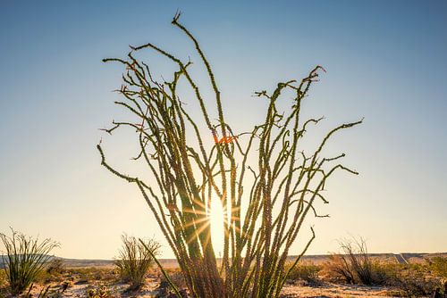 Rayons de soleil d'Ocotillo