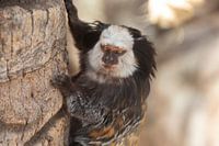 Witgezicht marmoset aap dierentuin Loro Parque Tenerife