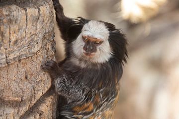 Witgezicht marmoset aap dierentuin Loro Parque Tenerife van David van der Kloos