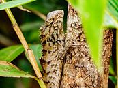 Lézard par Stijn Cleynhens Aperçu