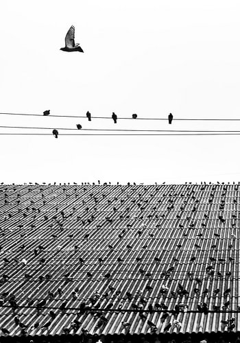 Géométrie collective