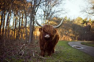 Schottischer Highlander "The KING" benannt
