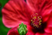 Bougainvillea, mooi uitgevouwen met scherpstelling op de stamper