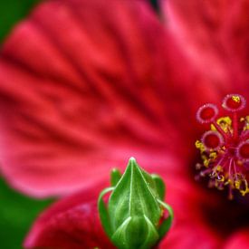 Bougainvillea, nicely unfolded with focus on the pistil by Bart Schmitz
