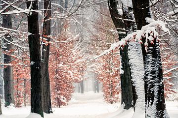 Winter 2021 van Lars van de Goor