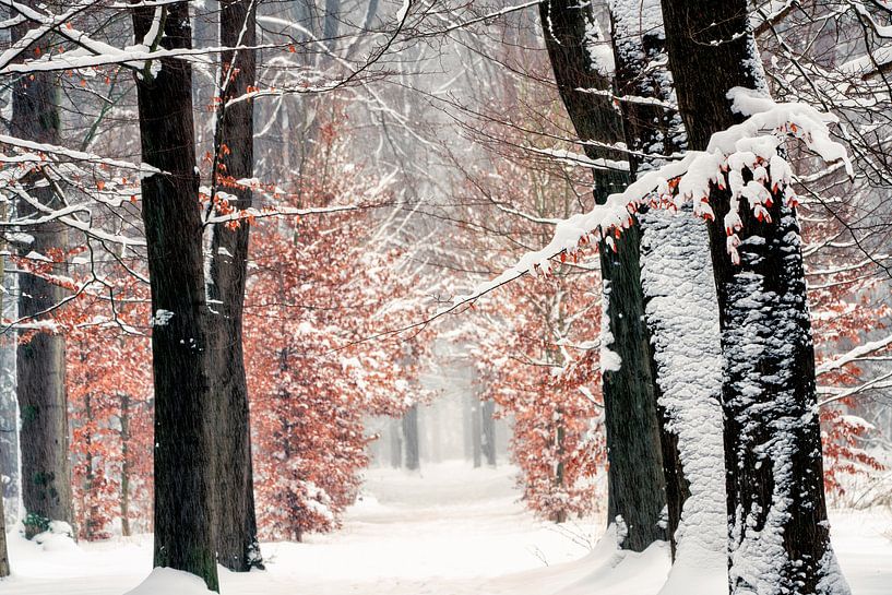 Winter 2021 by Lars van de Goor