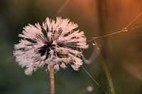 Dandelion in the early morning