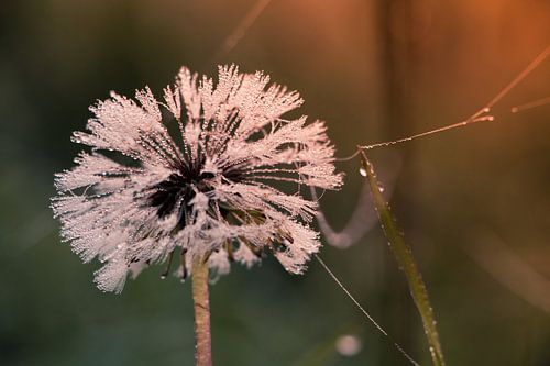Paardenbloem in de vroege ochtend