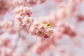 Fleur du cerisier ornemental japonais