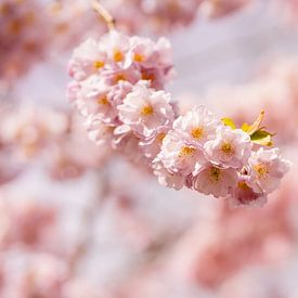 Blossoms of the Japanese ornamental cherry tree by Catrin Grabowski