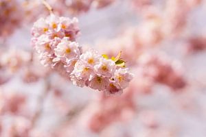 Blüte der japanischen Zierkirsche
