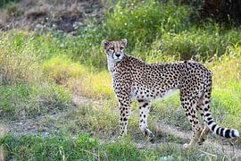 Cheetah against green grass background by Robert Styppa