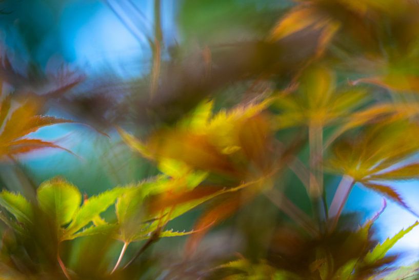 Wild and energetic by Saskia Pasman