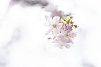 Fleur