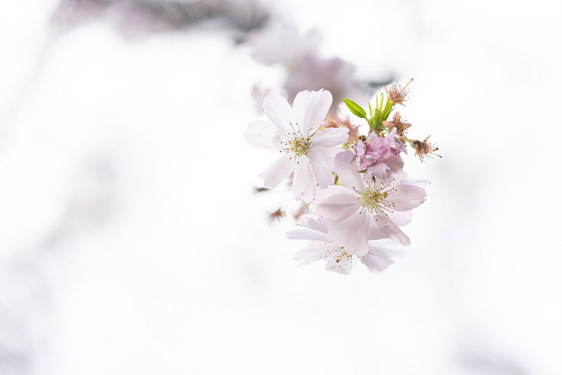 Blossom by Diana Mieras