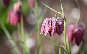 Fritillary sur Gerda Hoogerwerf