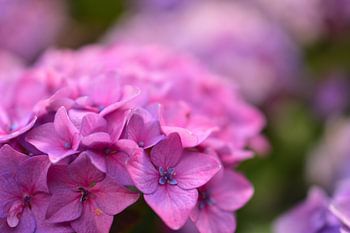 Makroaufnahme einer Azaleeblüte
