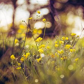Frühlingsblumen von Johan Rosema Fotografie