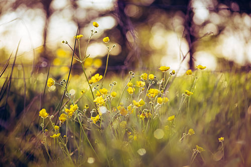Spring flowers
