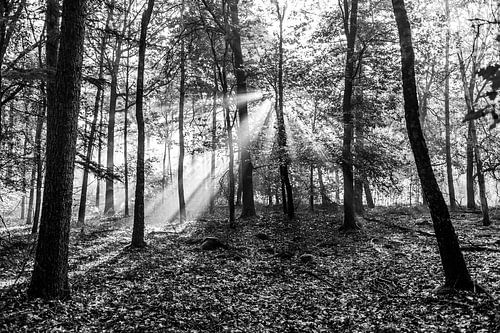 zonnestralen in het bos (zwart wit)