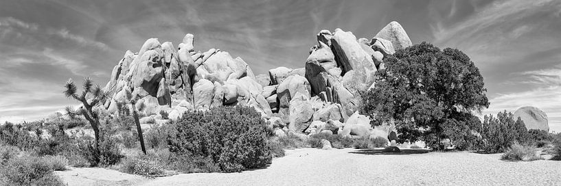 Life Oak - Joshua Tree National Park | Panorama Monochrom von Melanie Viola