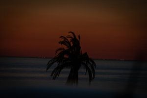 Palmboom van Sebastian Stef