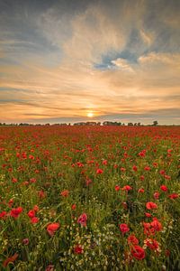 Lots of poppies