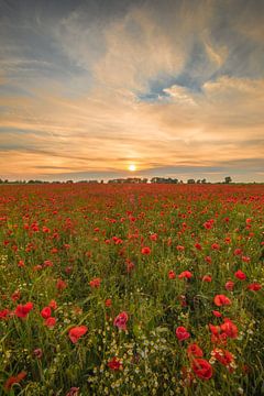 Beaucoup de coquelicots