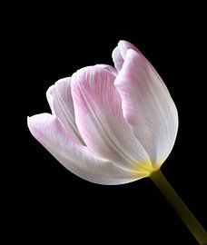Tulp 2 by Jonathan Kremer