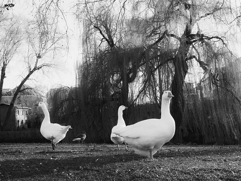 Gänse in der Abendsonne von Charlotte Dirkse