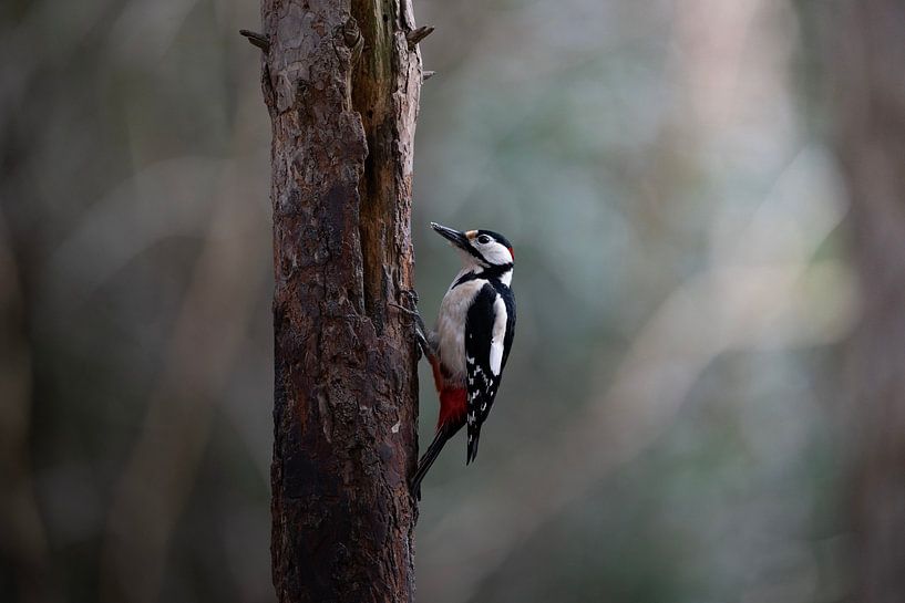 grote bonte specht  Dendrocopos major van Egon Zitter