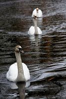 Drie zwanen