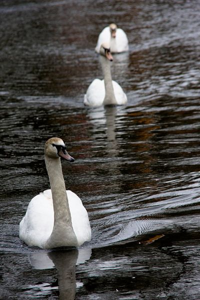 Drie zwanen van Marc Arts