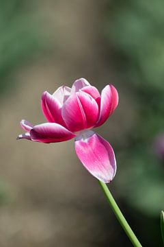 liefde voor tulpen van Linda Lu