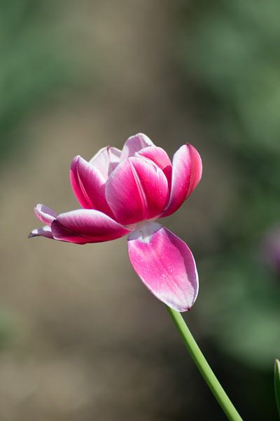 Tulpenliebe von Linda Lu