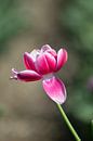 Tulpenliebe von Linda Lu Miniaturansicht