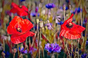 Coquelicots sur Rob Boon