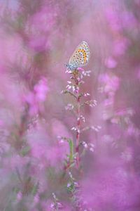 Heather blue, butterfly among the heather